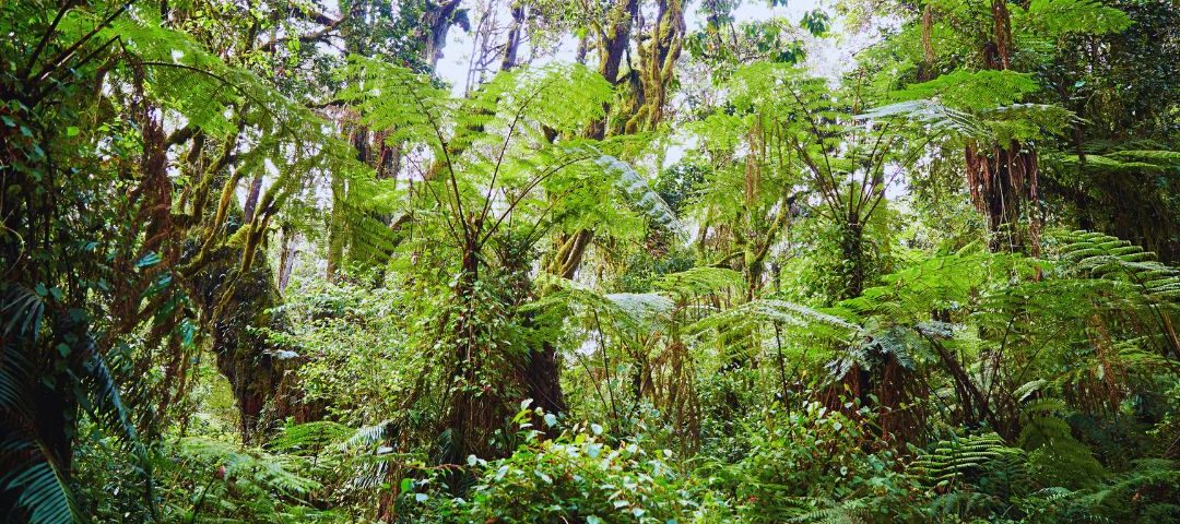 forest zone forest zone