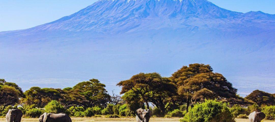 kilimanjaro wildlife kilimanjaro wildlife