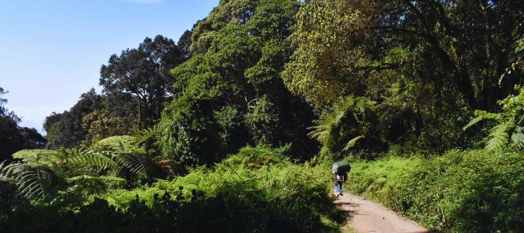 mweka forest mweka forest