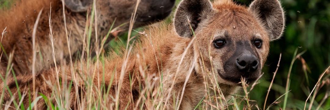 Maasai Mara