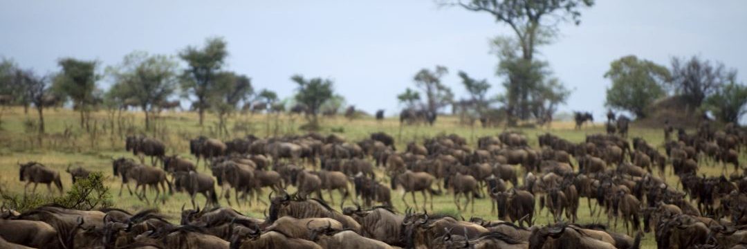 Serengeti National Park (1)