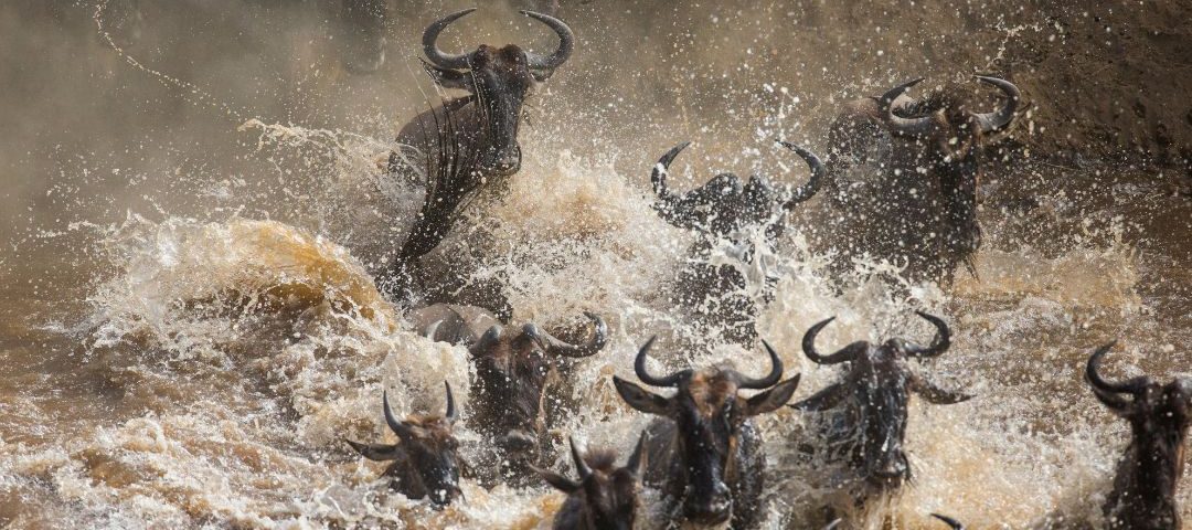 _Serengeti