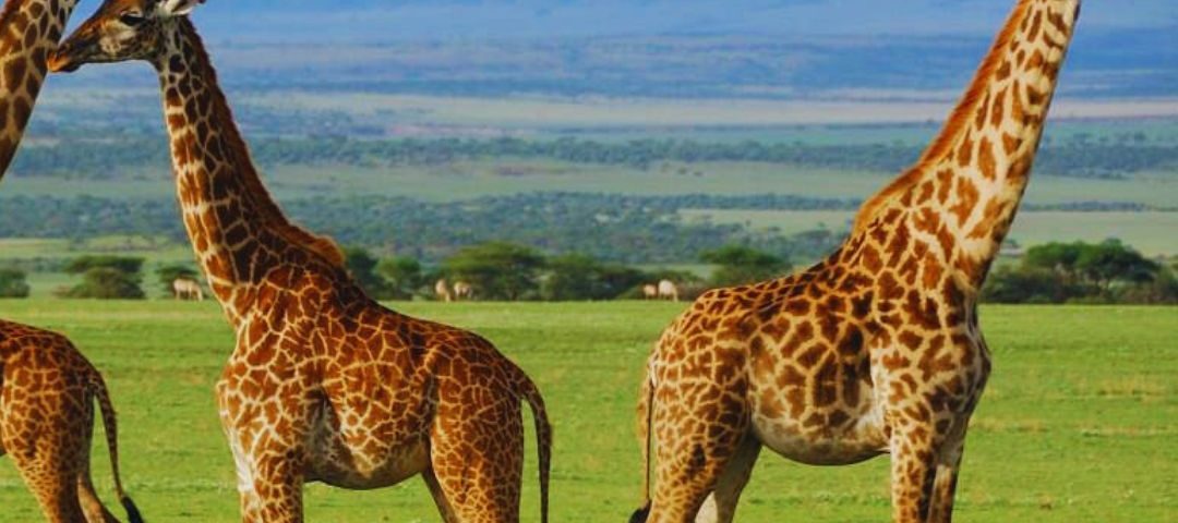 Tanzania Unwrapped (1)