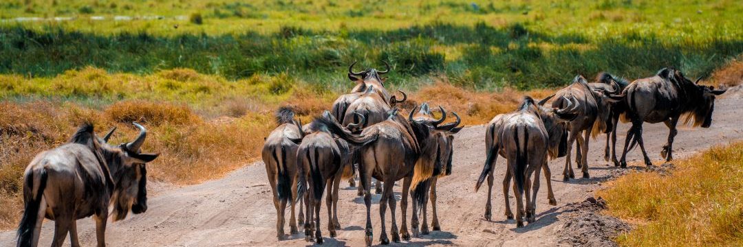 Wildebeest Migration (1)