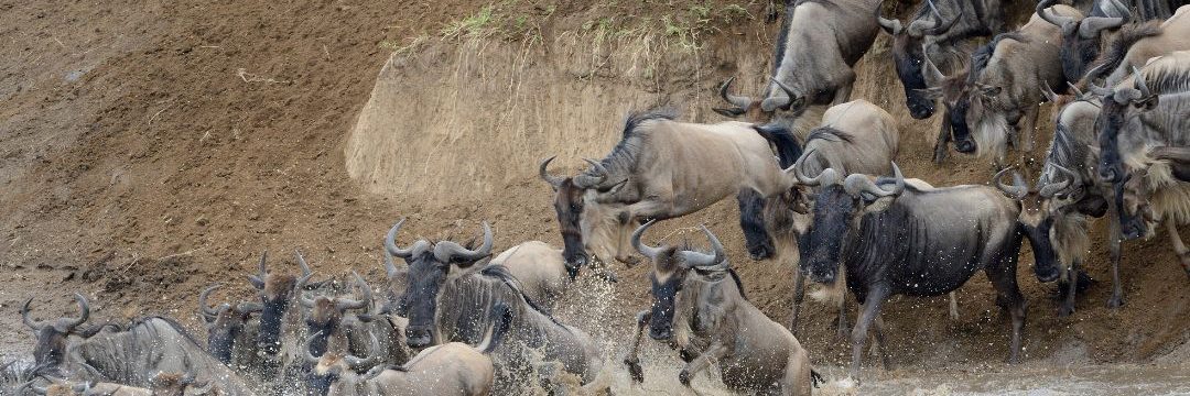 Wildebeest Migration (2)