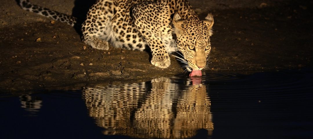 night game drive